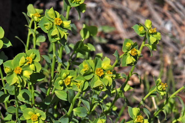 Euphorbia incisa blooms from February or March to May through August across its narrow geographic range. Mojave spurge Euphorbia incisa blooms from February or March to May through August across its narrow geographic range. Mojave spurge
